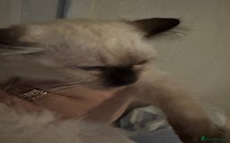 Ragdoll cats for sale: Beautiful seal point Ragdoll  - Image 2
