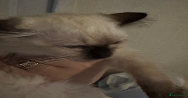 Ragdoll cats - Advert 11