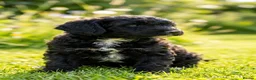 Cockapoo dogs for sale: Stunning Toy Cockapoo Boys in Kinross - Advert 5