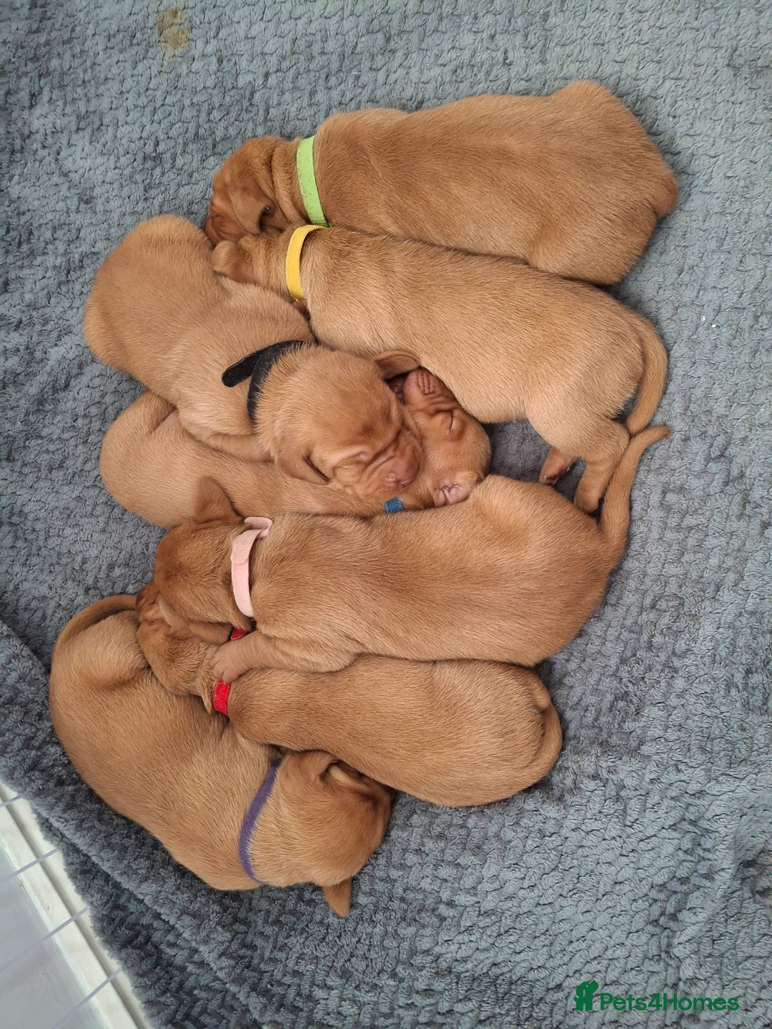 Hungarian Vizsla dogs for sale: Hungarian vizsla for sale  - Advert 7