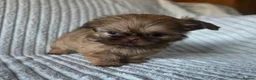 Shih Tzu dogs for sale: Chocolate Shih Tzu Puppies - Advert 9