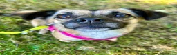 Mixed Breed dogs for adoption: Meet Marlene  12 months old  7kg Romanian mix  - Advert 11