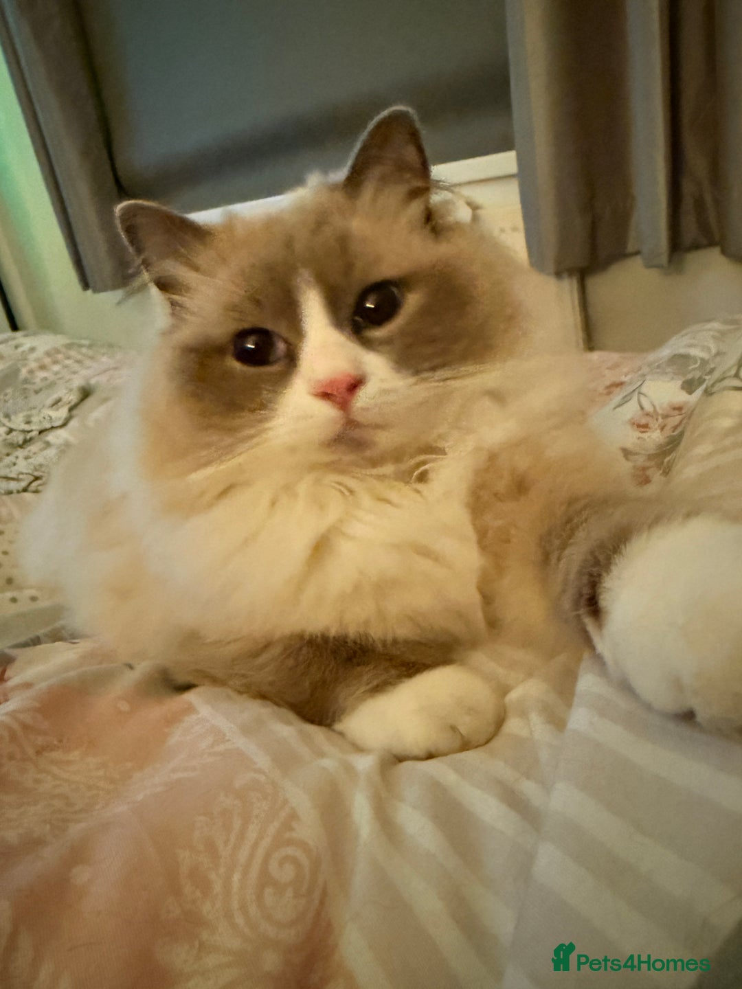 Ragdoll cats for sale: Three gorgeous ragdolls for sale  - Image 5
