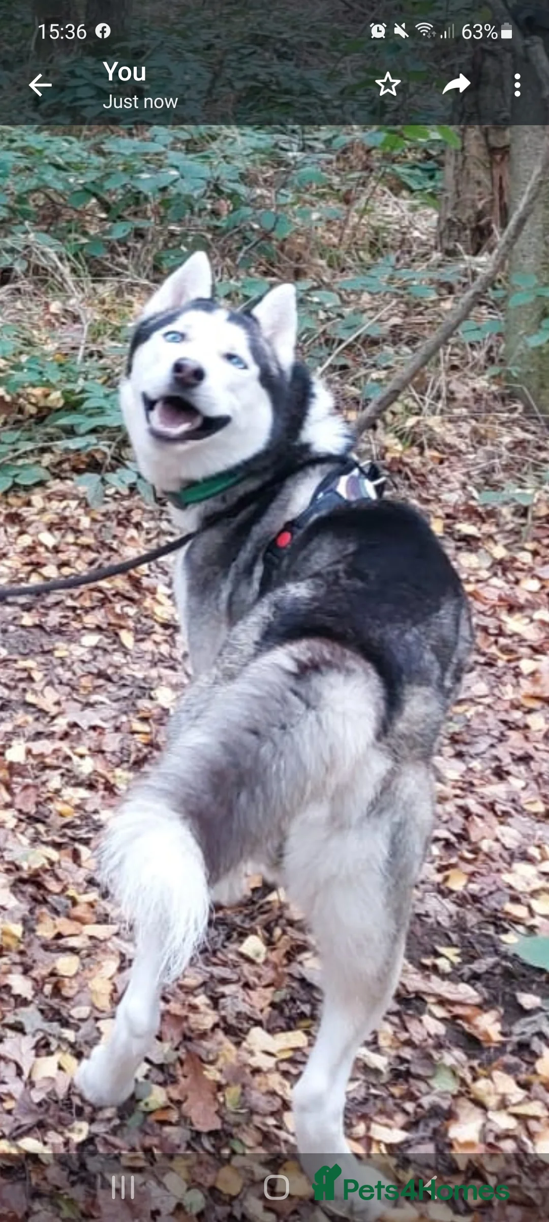 Siberian Husky dogs for stud: BLUE EYED HUSKY FOR STUD in Doncaster - Advert 9