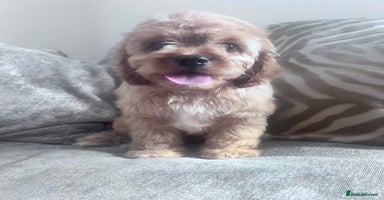 Cavapoo dogs - Advert 7