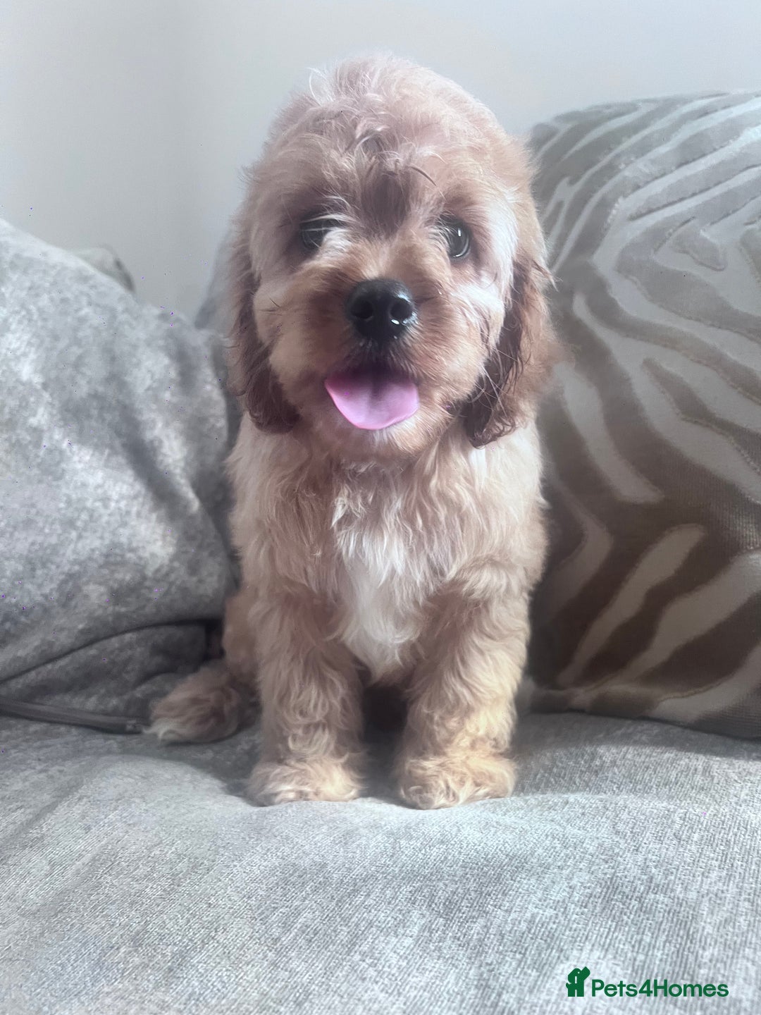 Cavapoo dogs for sale: Last beautiful boy health checked 🥰 - Image 2