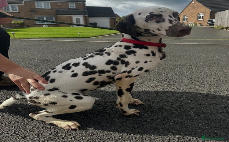Dalmatian dogs - Advert 2