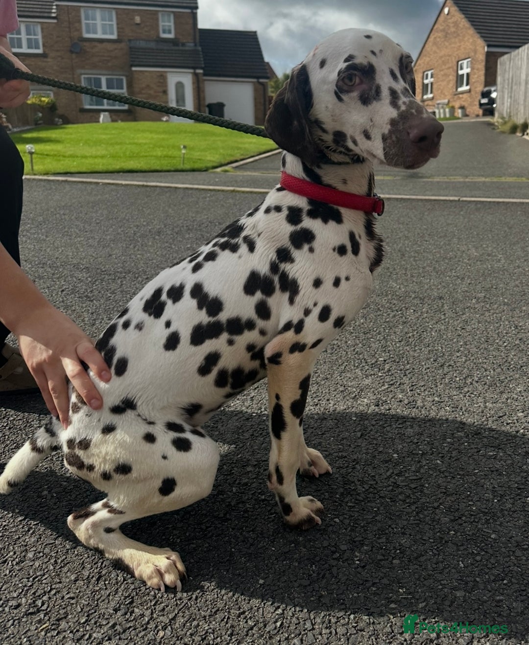 Dalmatian dogs for sale: 7 month old male Dalmatian  - Image 1