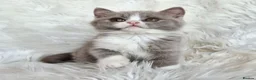 British Shorthair cats for sale: Stunning British shorthair kittens  - Advert 13
