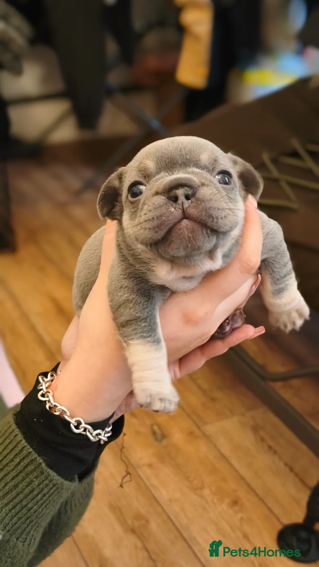 French Bulldog dogs for sale: Five beautiful girls - Advert 10