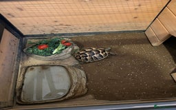 Hermann Tortoise reptiles for sale: Tommy the Tortoise - Advert 1