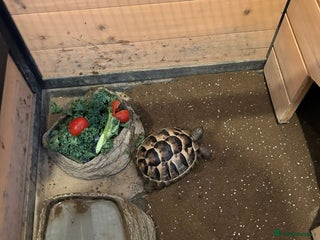 Hermann Tortoise reptiles for sale: Tommy the Tortoise - Advert 1
