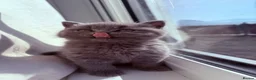 British Shorthair cats for sale: 💕1 beautiful girl  left 💕now reduced  - Advert 19