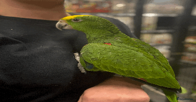 Parrots birds - Advert 1