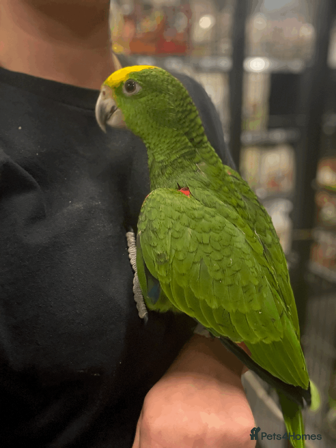 Parrots birds for sale: Stunning rare Magna double yellow headed Amazons  - Image 2