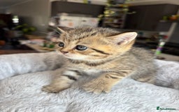 British Shorthair cats for sale: 💎Rare BSH Kittens💎Pedigree Champion Blood Line💎 - Image 33