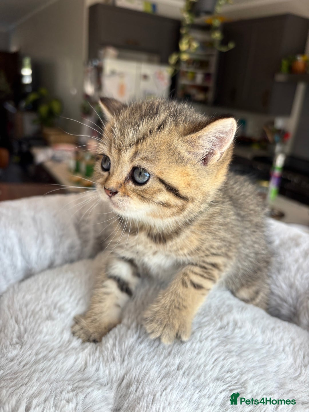 British Shorthair cats for sale: 💎Rare BSH Kittens💎Pedigree Champion Blood Line💎 - Image 33