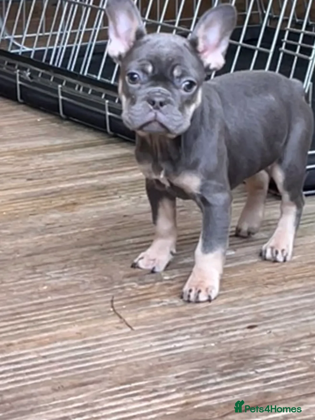 French Bulldog dogs for sale: Beautiful French bulldog pups ready to leave now - Advert 18