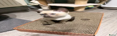 Siamese 2