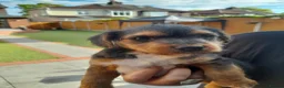 Patterdale Terrier dogs for sale: Pattadale terrier pups in Liverpool - Advert 5
