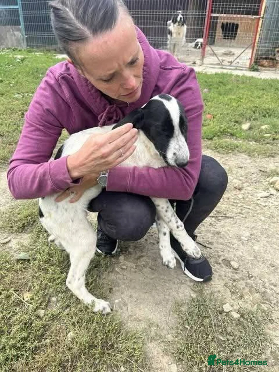 Mixed Breed dogs for adoption: Meet Annabel, currently residing in Hertfordshire  - Advert 11