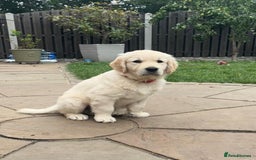 Golden Retriever dogs for sale: Ready now - Golden Retriever Puppies  - Image 21