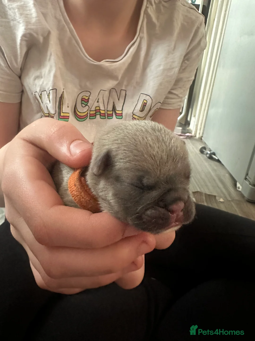 French Bulldog dogs for sale: Beautiful littler of French bulldog pups in Doncaster - Advert 2