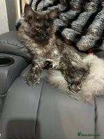 Mixed Breed cats - Advert 4