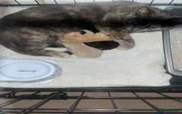 Domestic Shorthair cats for sale: 4 gorgeous kittens  - Image 11