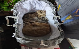 British Longhair cats for sale: Fluffy kittens very beautifull - Image 12