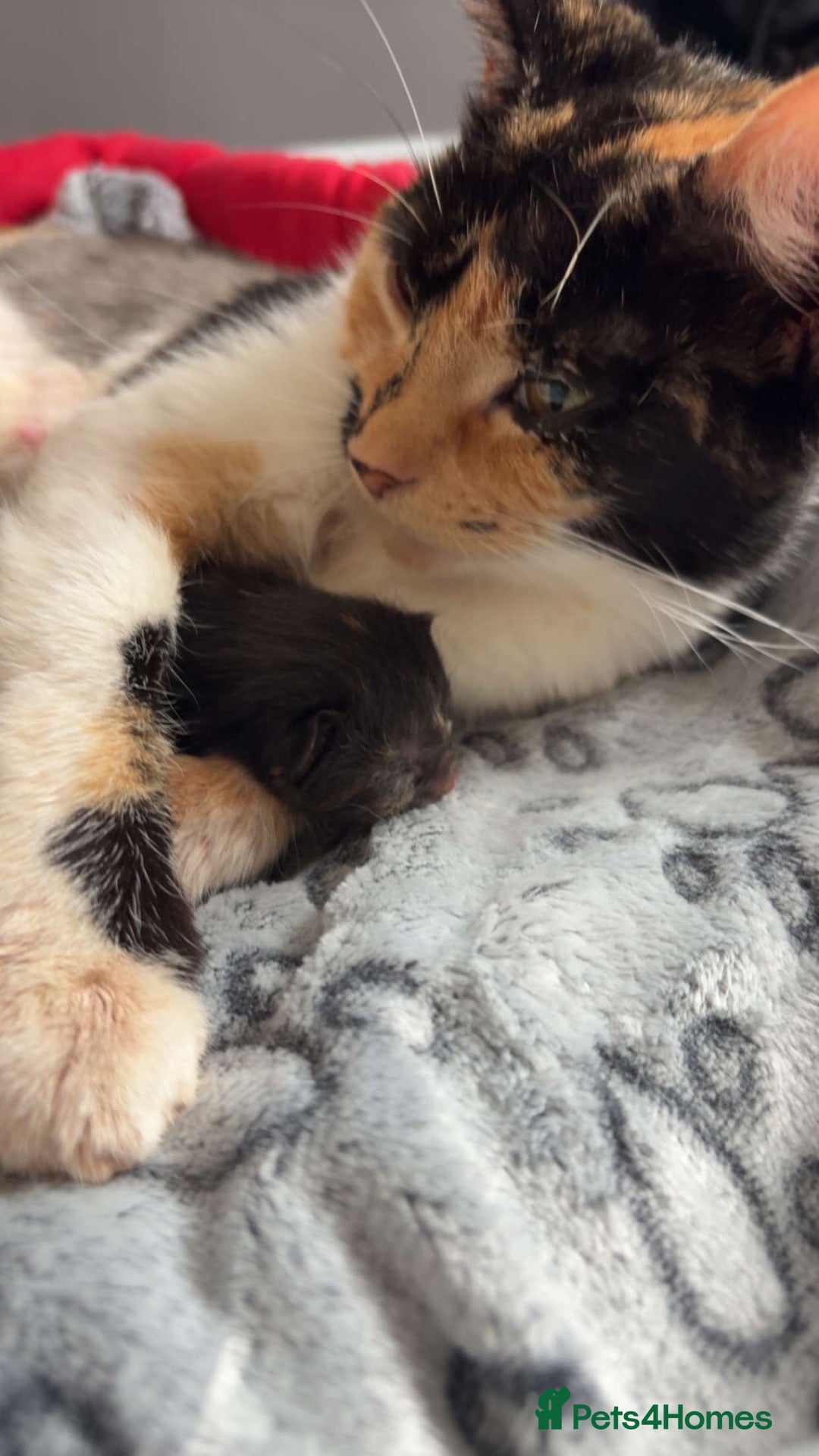Mixed Breed cats 2 beautiful Turkish Angora mix girls  - Advert 3