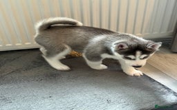 Siberian Husky dogs for sale: Strong Chunky Siberian Husky puppy’s  - Image 26