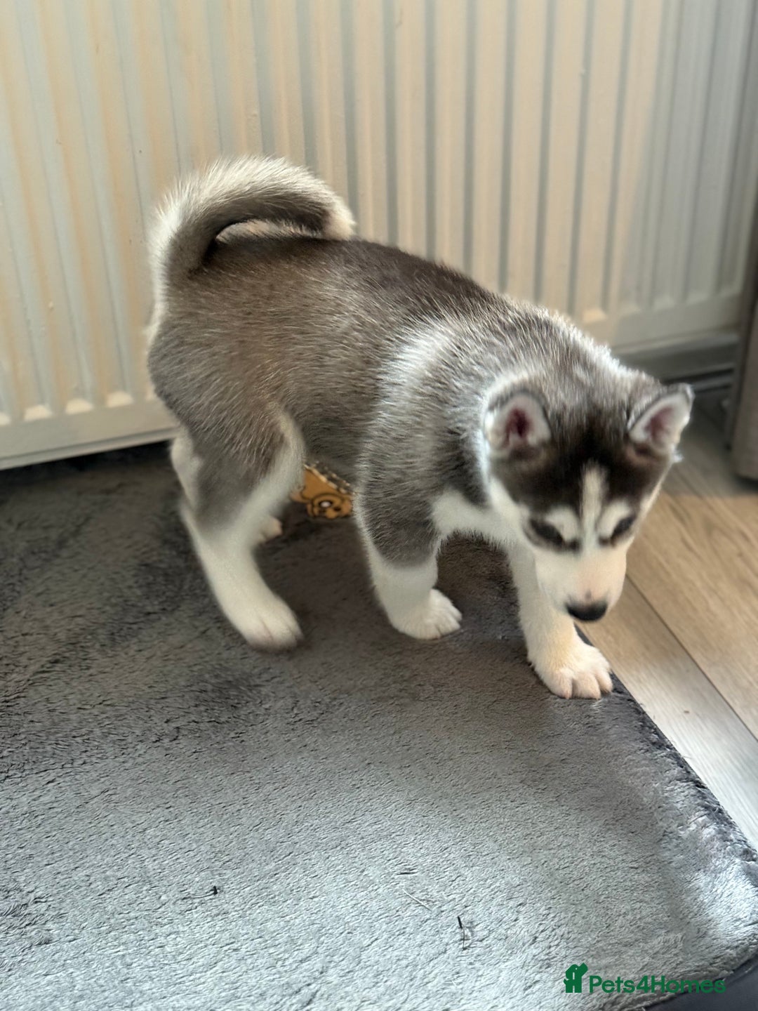 Siberian Husky dogs for sale: Strong Chunky Siberian Husky puppy’s  - Image 26
