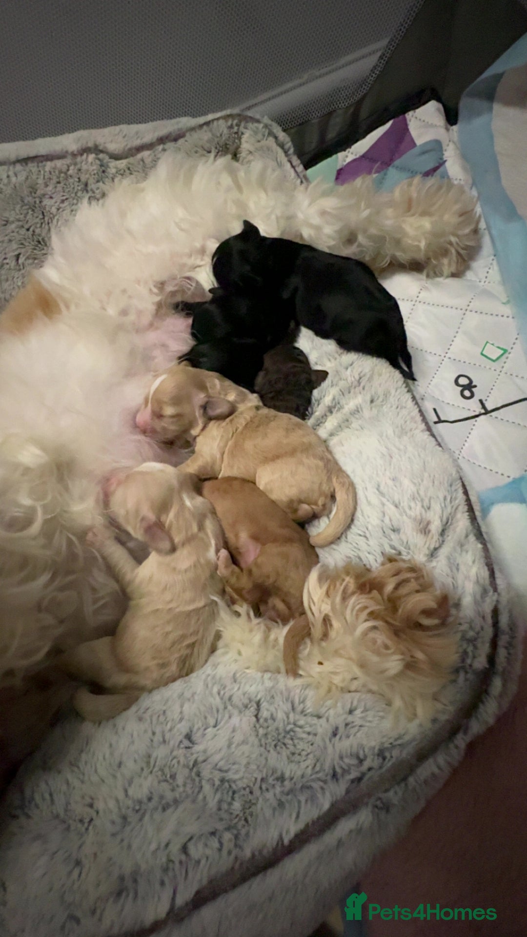 Cockapoo dogs for sale: Gorgeous f2 cockapoo pups  - Image 3