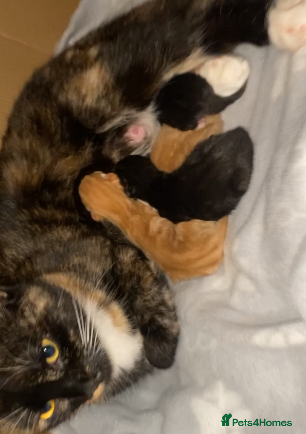 British Shorthair cats 🩵🩷Beautiful British shorthair kittens 🩷🩵 - Advert 12