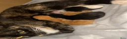 British Shorthair cats for sale: 🩵🩷Beautiful British shorthair kittens 🩷🩵 - Advert 6
