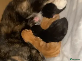 British Shorthair cats 🩵🩷Beautiful British shorthair kittens 🩷🩵 - Advert 12