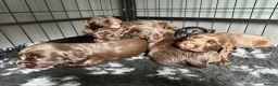 Cocker Spaniel dogs for sale: Fully Health tested kc registered working cocker  - Advert 11