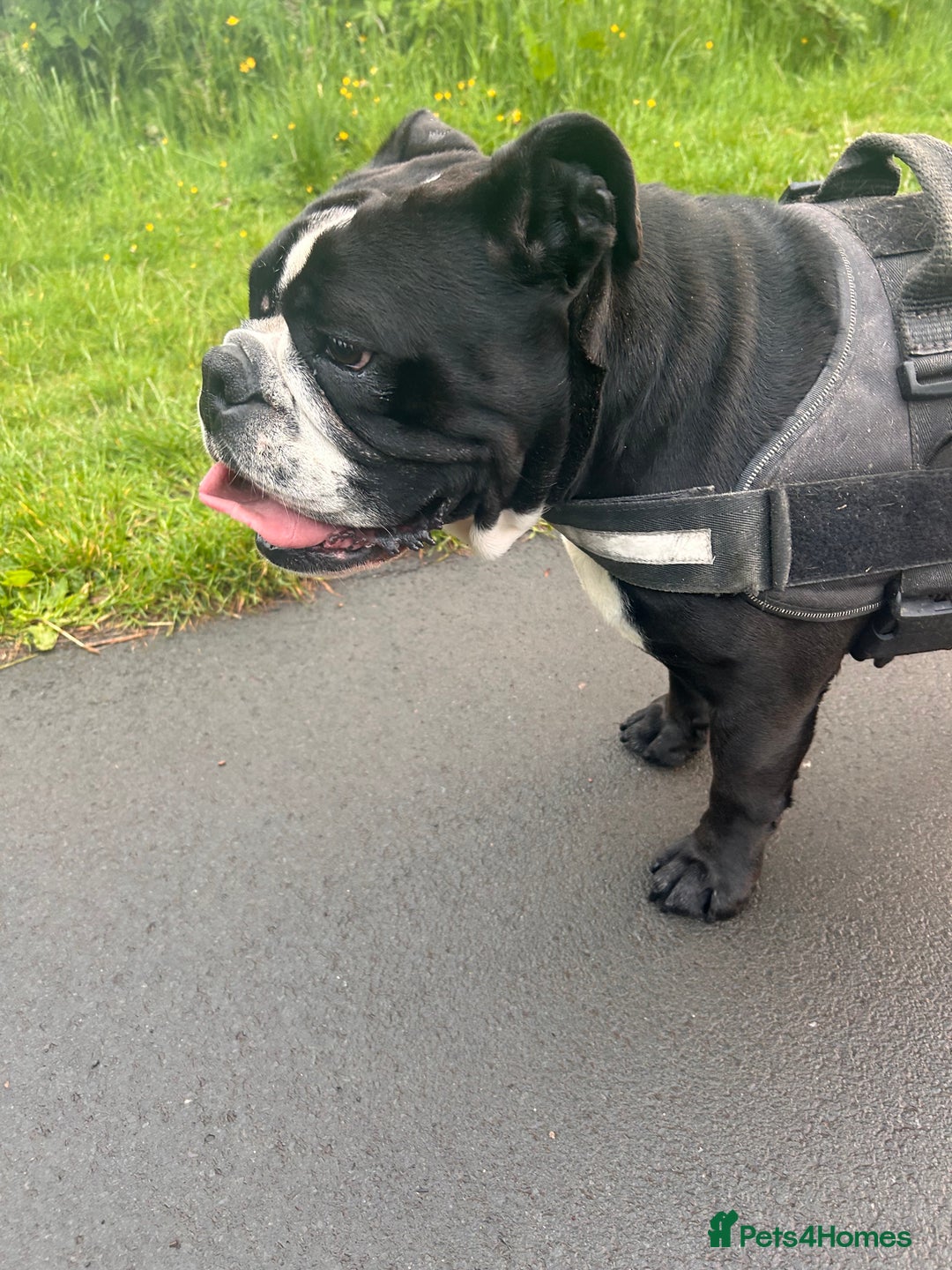 English Bulldog dogs for sale: English bulldog - Image 7
