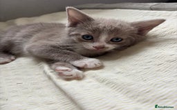 Russian Blue cats for sale: Beautiful kittens for loving homes  - Image 5