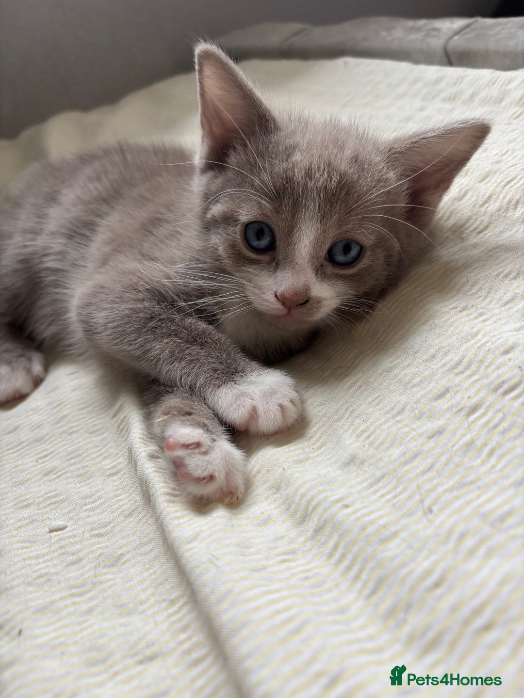 Russian Blue cats for sale: Beautiful kittens for loving homes  - Image 5