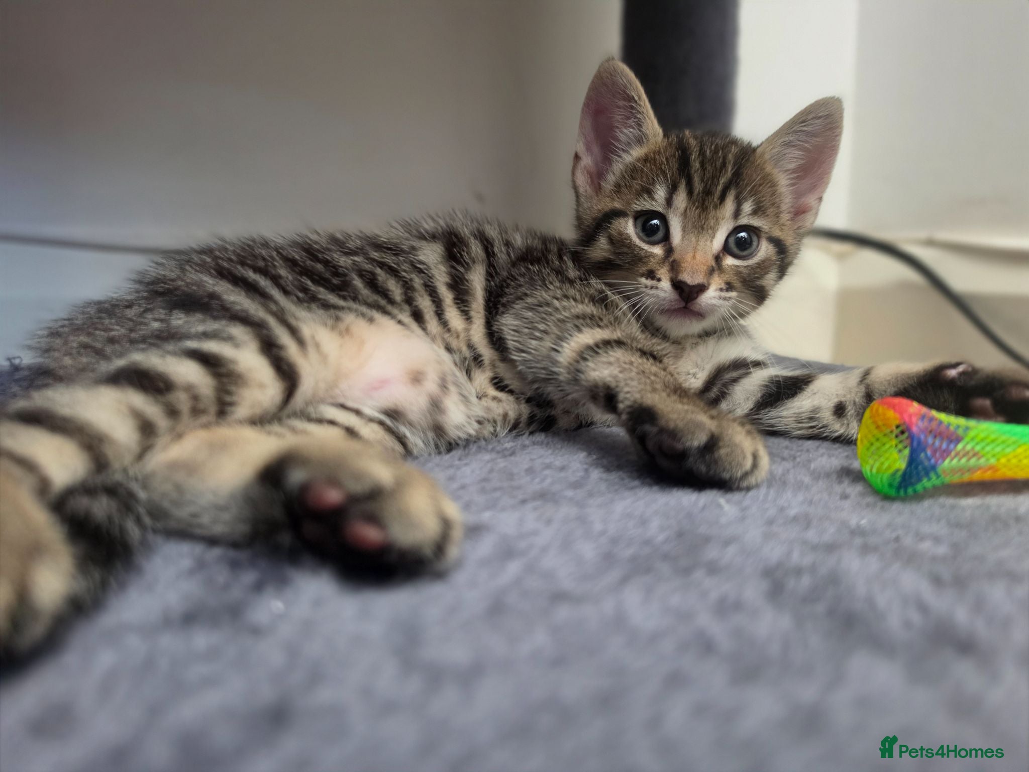 Mixed Breed cats for sale: Beautiful kittens  - Advert 2