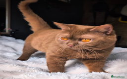 British Shorthair cats for stud: 💦CINNAMON BSH❣️GCCF & TICA active💙STUD 🩸Blood B - Image 17
