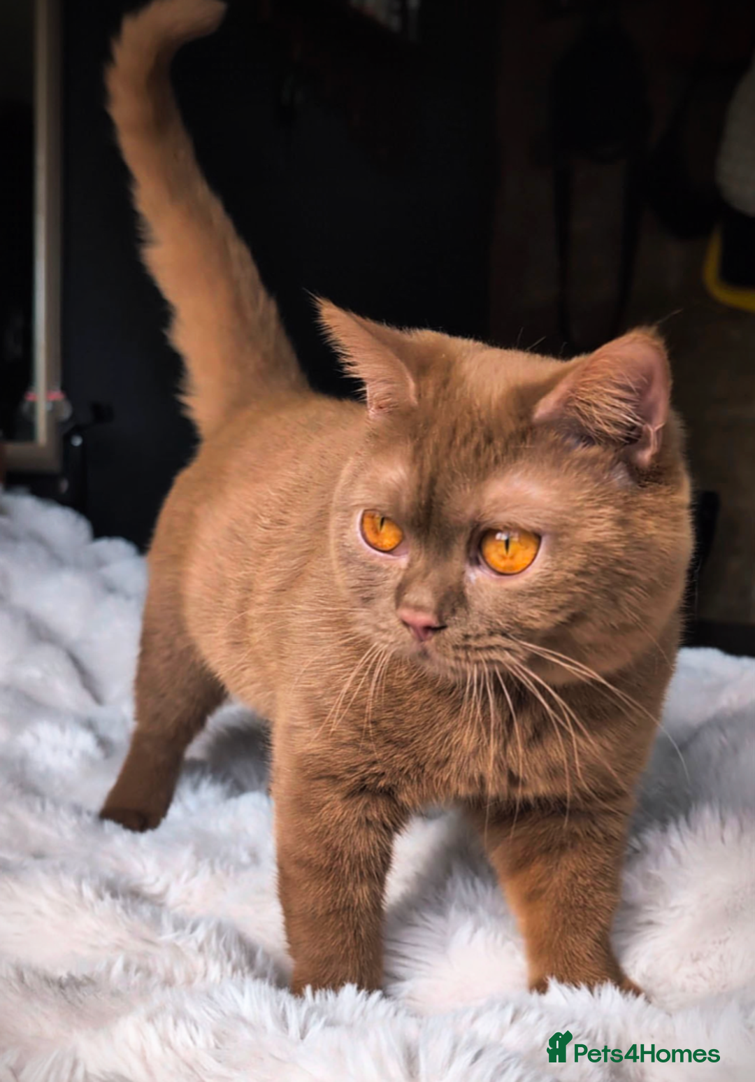 British Shorthair cats for stud: 💦CINNAMON BSH❣️GCCF & TICA active💙STUD 🩸Blood B - Image 17