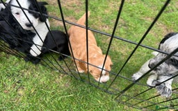 Cocker Spaniel dogs for sale: Working cocker pups - only 2 left - Image 29
