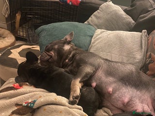 French Bulldog dogs Adorable male French bulldog puppy ready now - Advert 15