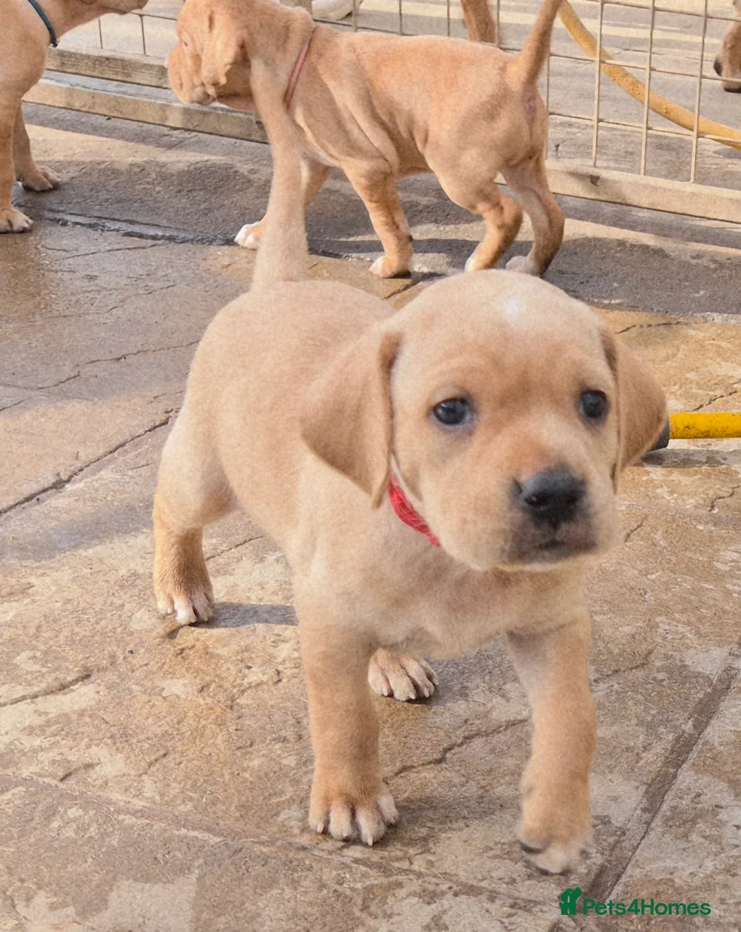 Pointer dogs for sale: Portuguese pointer puppies for sale - Advert 6