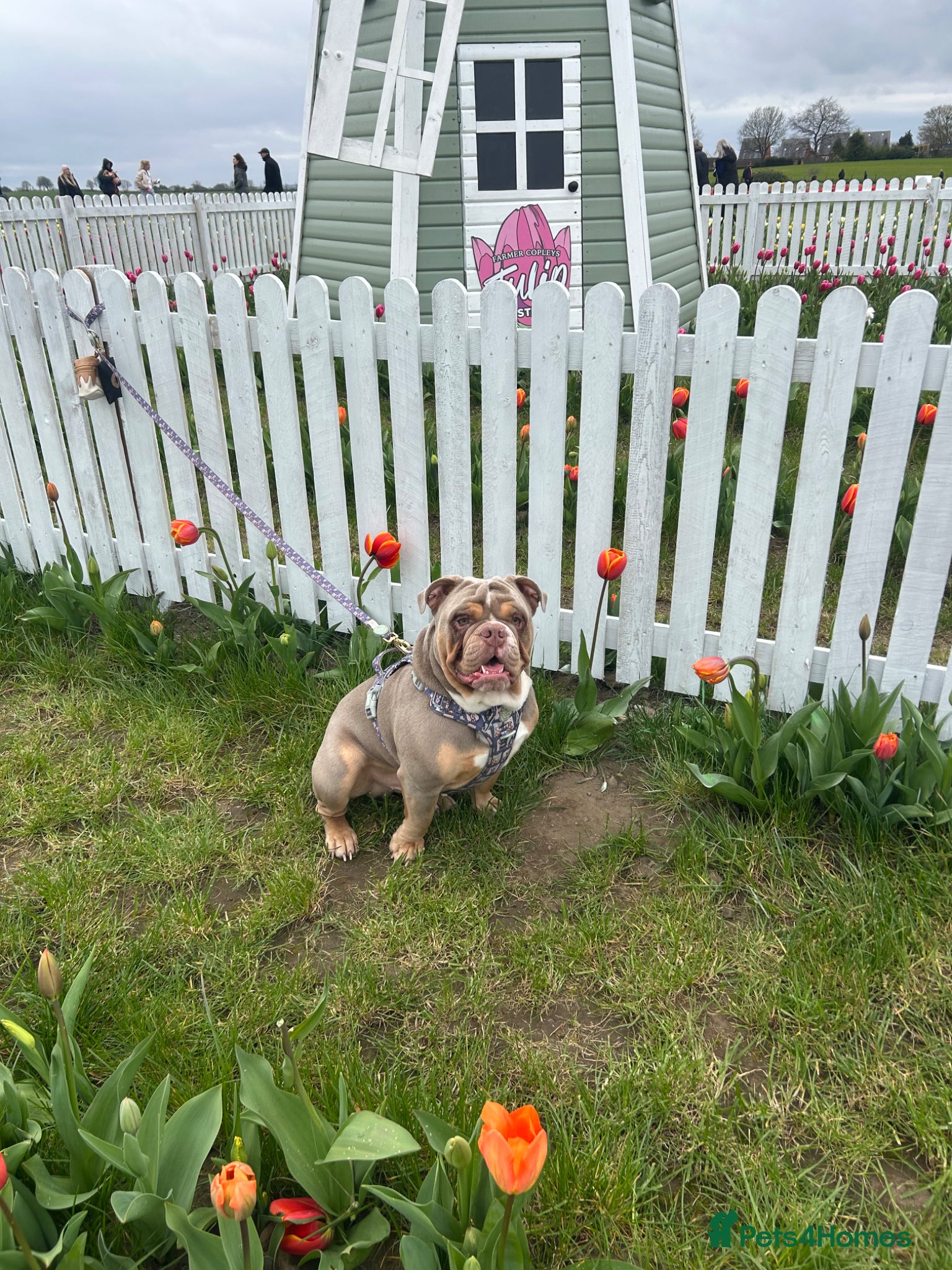 Olde English Bulldogge dogs  STUD-lilac olde english bulldogge! - Advert 1