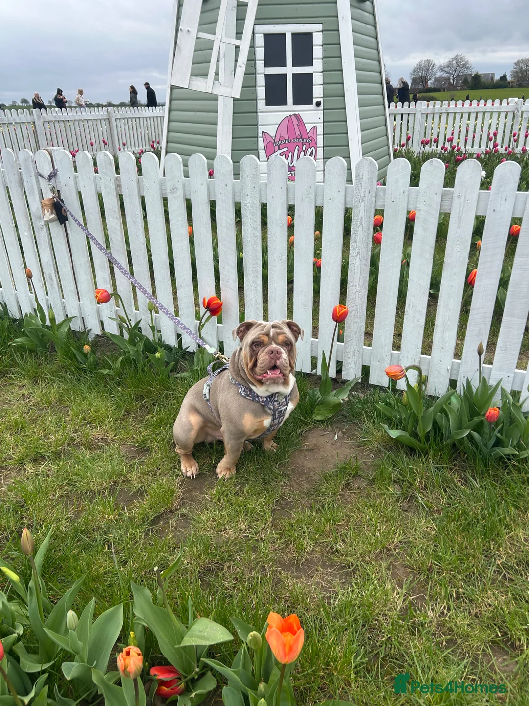 Olde English Bulldogge dogs for stud:  STUD-lilac olde english bulldogge! - Advert 2