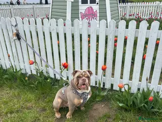 Olde English Bulldogge dogs STUD-lilac olde english bulldogge! - Advert 1